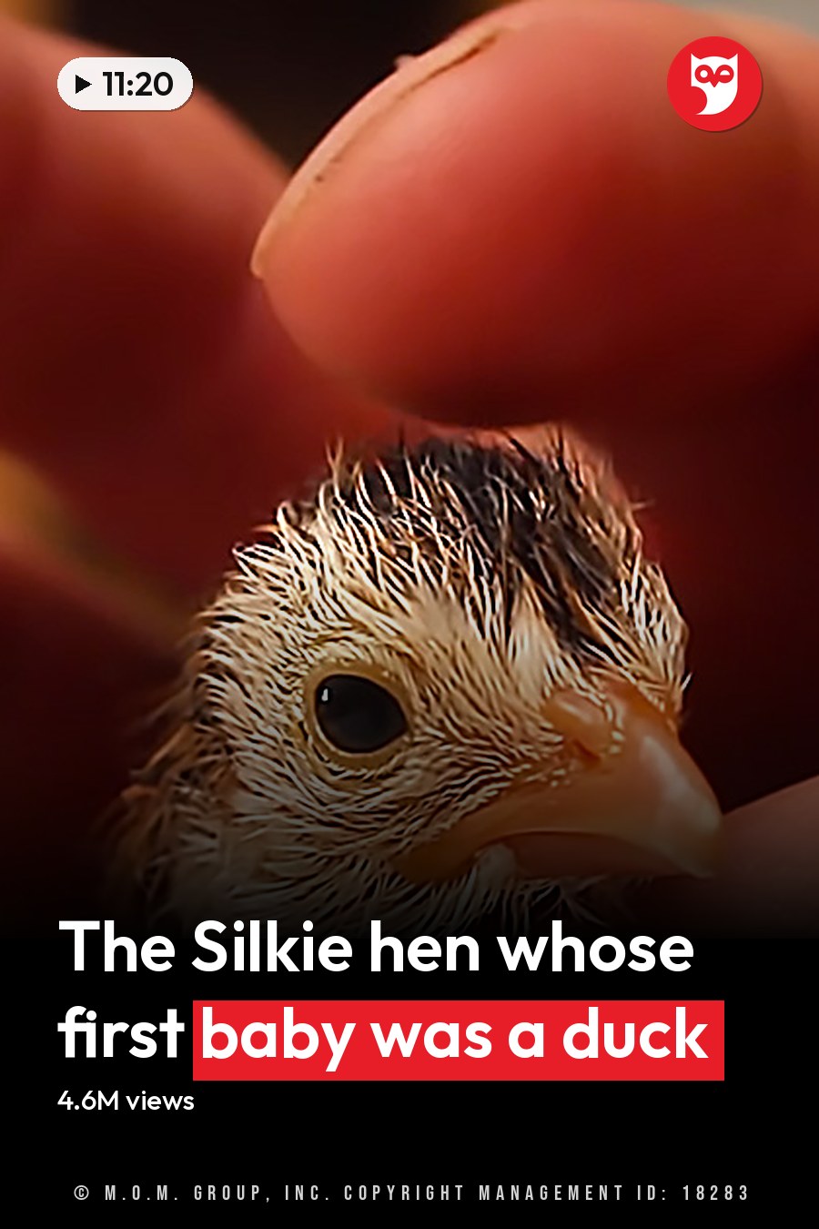 A small, fluffy chick with an orange beak and dark eyes held indoors under natural daylight. The headline runs in white letters across the lower third.