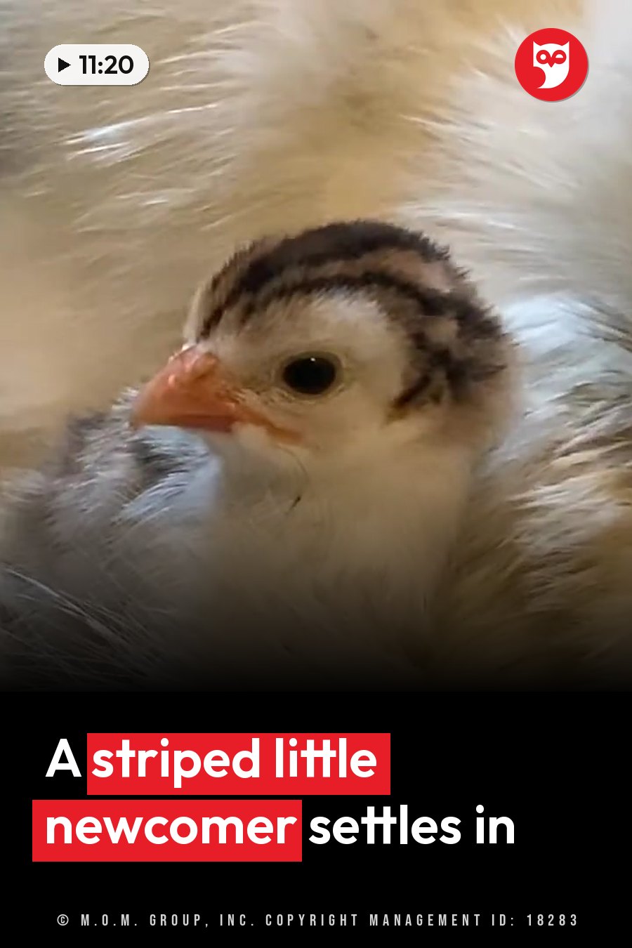 A small chick with striped head feathers and an orange beak rests among fluffy white down. A headline runs in white letters across the lower third.