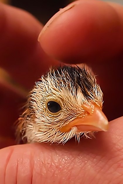 A small, fluffy chick with an orange beak and dark eyes held indoors under natural daylight.