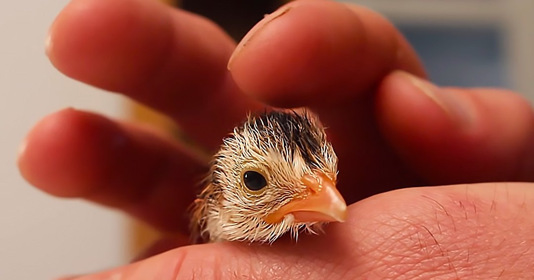 A small, fluffy chick with an orange beak and dark eyes held indoors under natural daylight.