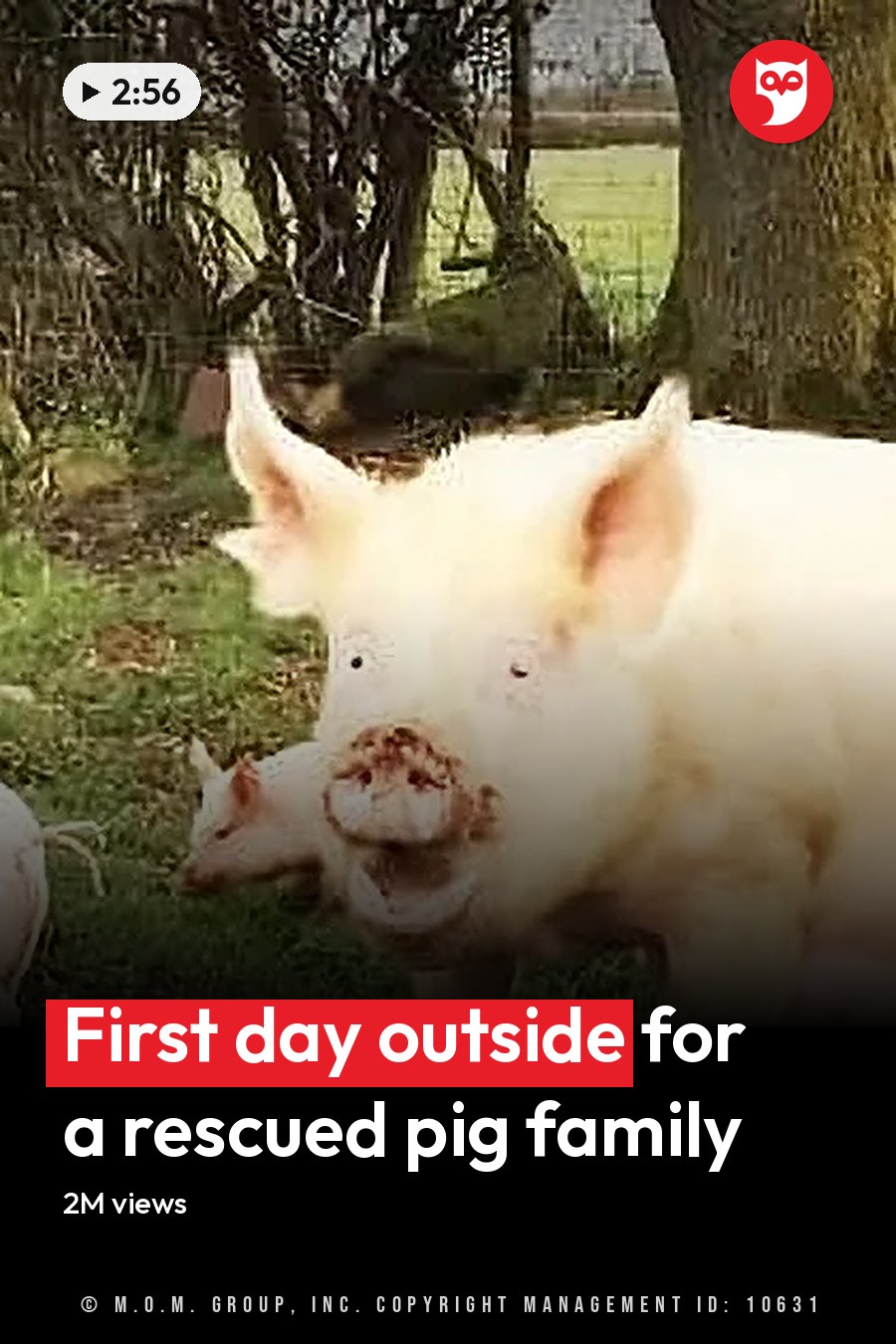 A sow with piglets in a rural outdoor setting during late autumn or early spring. The headline runs in white letters across the lower third.