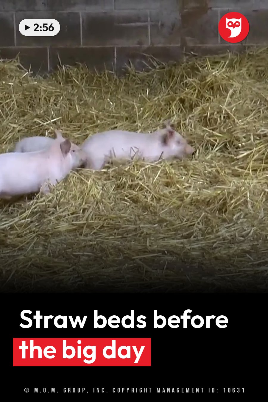 Three small pigs lie on straw bedding inside a barn with a brick wall behind them. A headline runs in white letters across the lower third.