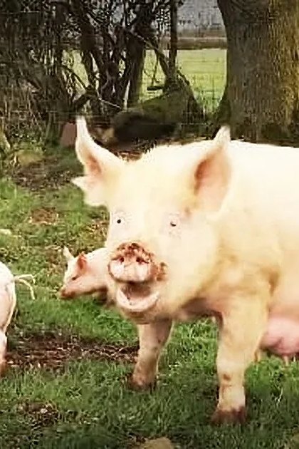 A sow with piglets in a rural outdoor setting during late autumn or early spring.