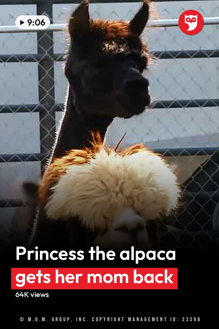 A close-up view of a black llama with white markings in an outdoor enclosure, surrounded by natural elements like hanging ropes, a trailer, and a blue storage container. The headline runs in white letters across the lower third.