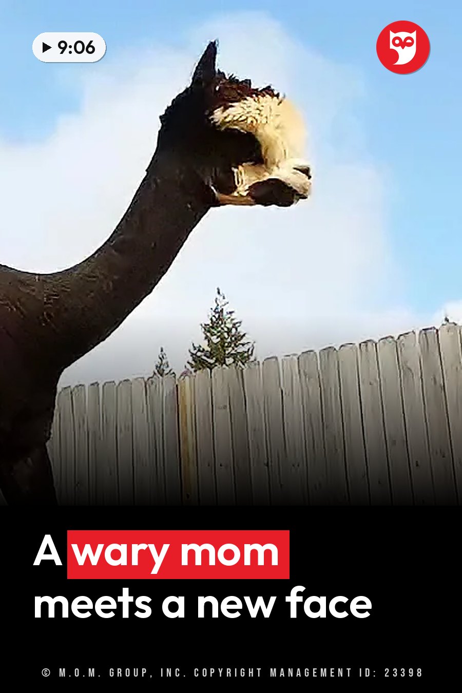 A dark-furred alpaca with a light-colored face stands near a wooden fence under a partly cloudy sky. A headline runs in white letters across the lower third.