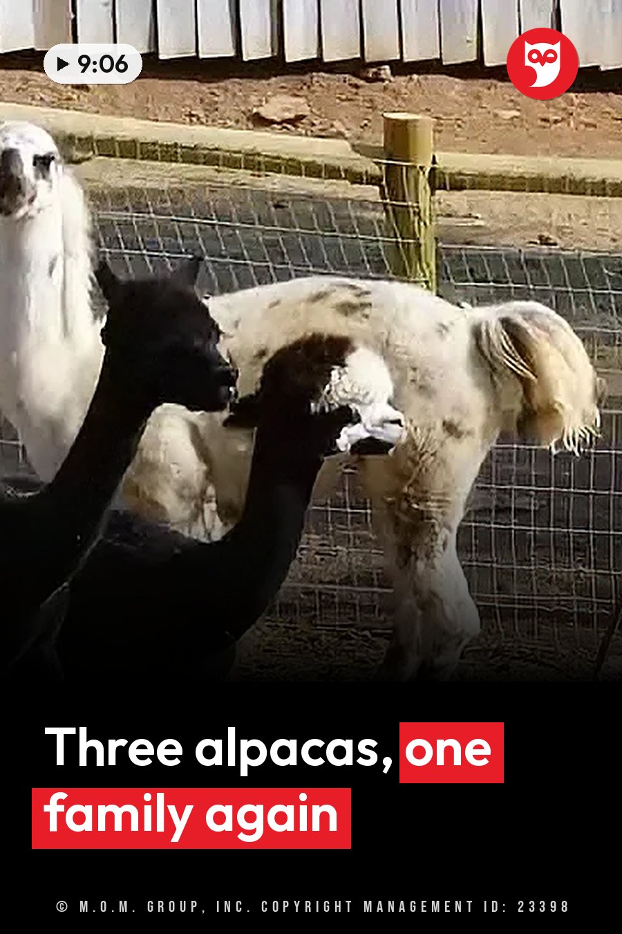 Three alpacas stand near a fence. One is black, one is white with spots, and one is mostly white. A headline runs in white letters across the lower third.