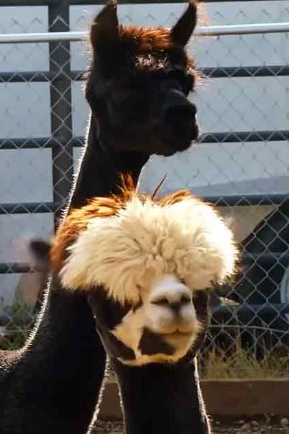 A close-up view of a black llama with white markings in an outdoor enclosure, surrounded by natural elements like hanging ropes, a trailer, and a blue storage container.