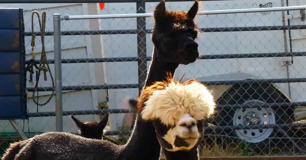 A close-up view of a black llama with white markings in an outdoor enclosure, surrounded by natural elements like hanging ropes, a trailer, and a blue storage container.