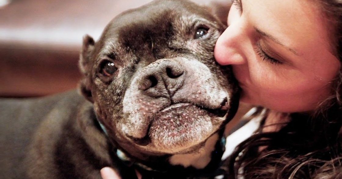 An American Bulldog stands indoors with its owner, soft evening light illuminating the scene.