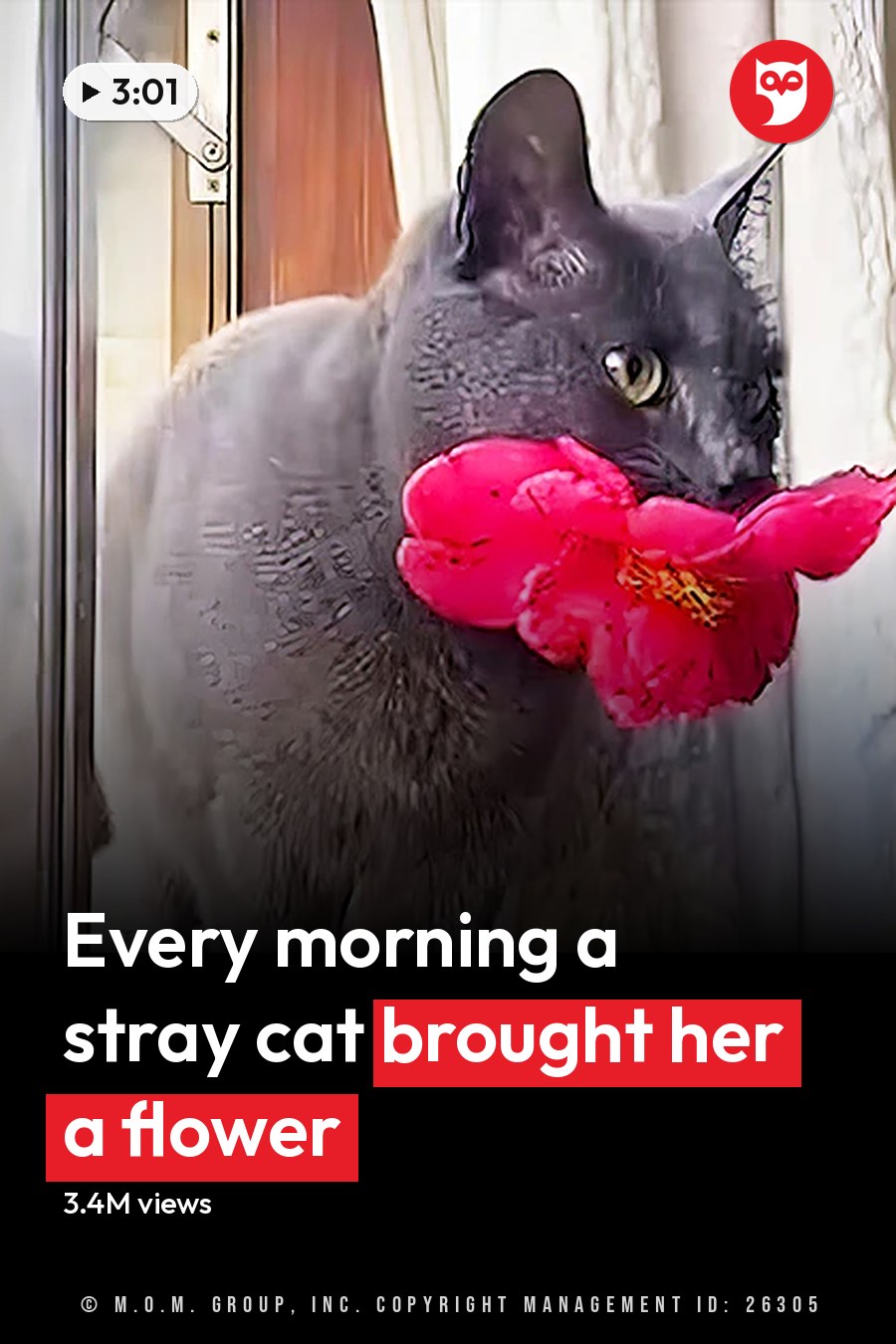 A gray cat with a smooth coat sits indoors near books, potted plants, and red flowers on a wooden windowsill. The headline runs in white letters across the lower third.