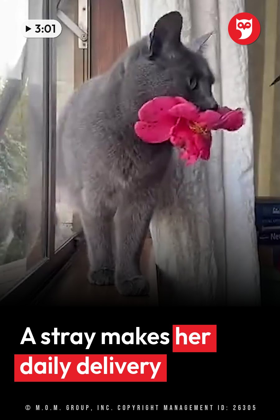 A grey cat stands near a window with a bright pink flower held in her mouth. A headline runs in white letters across the lower third.