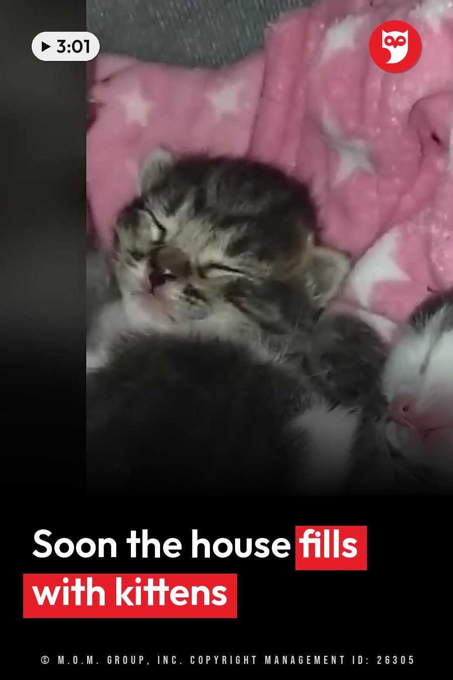 Two small kittens sleep curled together on a pink blanket printed with white stars. A headline runs in white letters across the lower third.