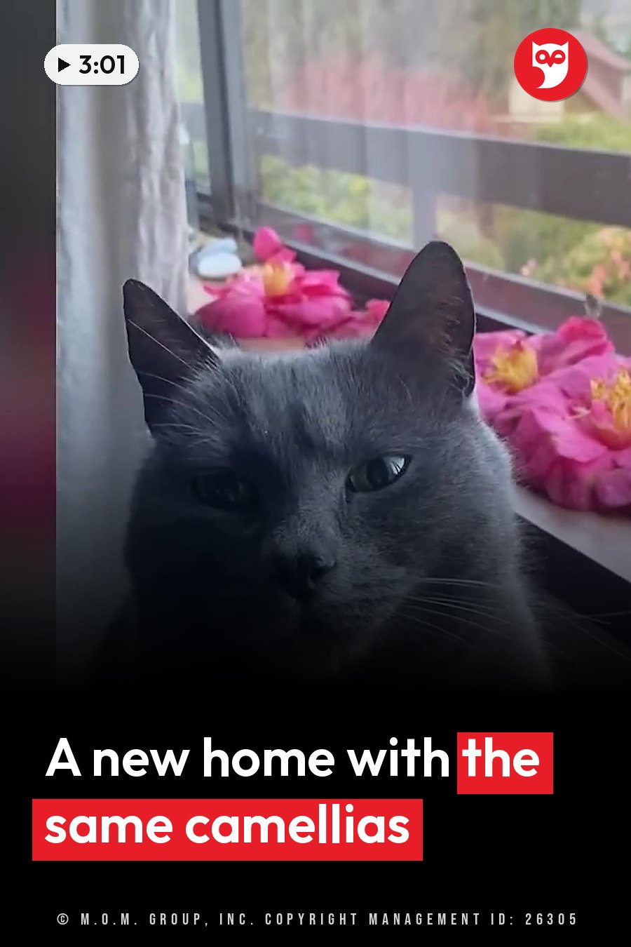 A grey cat sits near a window beside pink flowers, facing forward with her ears up. A headline runs in white letters across the lower third.