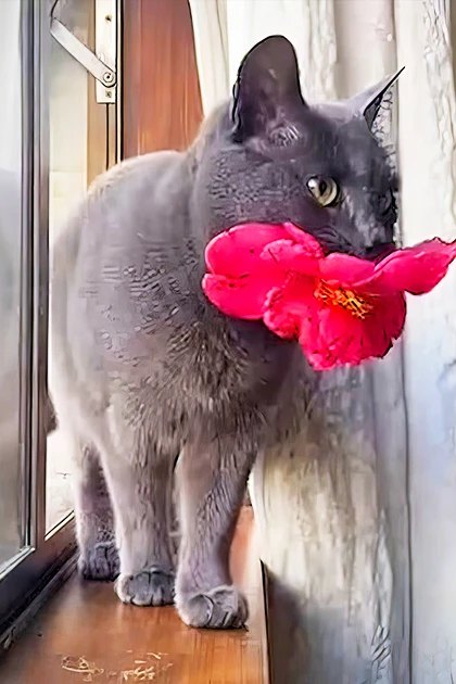 A gray cat with a smooth coat sits indoors near books, potted plants, and red flowers on a wooden windowsill.