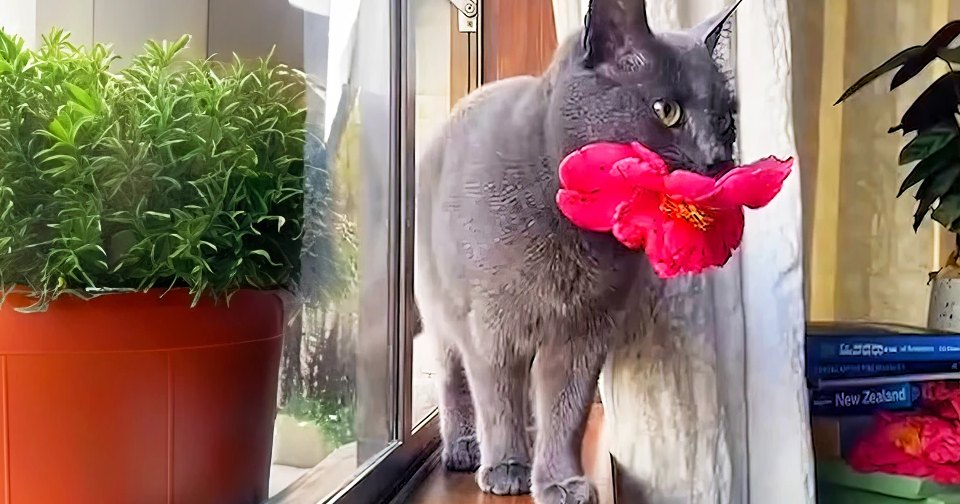 A gray cat with a smooth coat sits indoors near books, potted plants, and red flowers on a wooden windowsill.