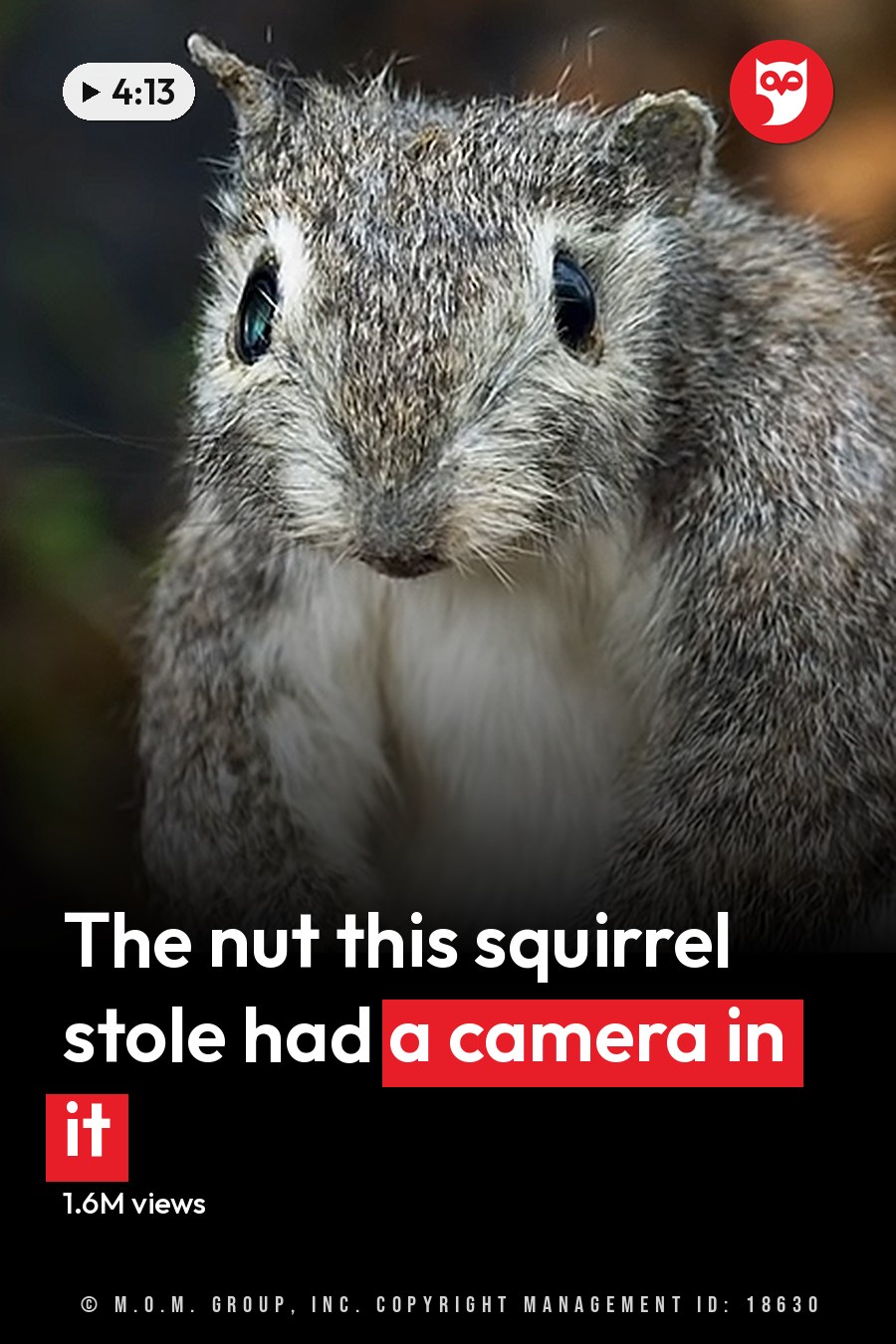 A squirrel holding an acorn outdoors with blurred foliage, likely autumn. The headline runs in white letters across the lower third.