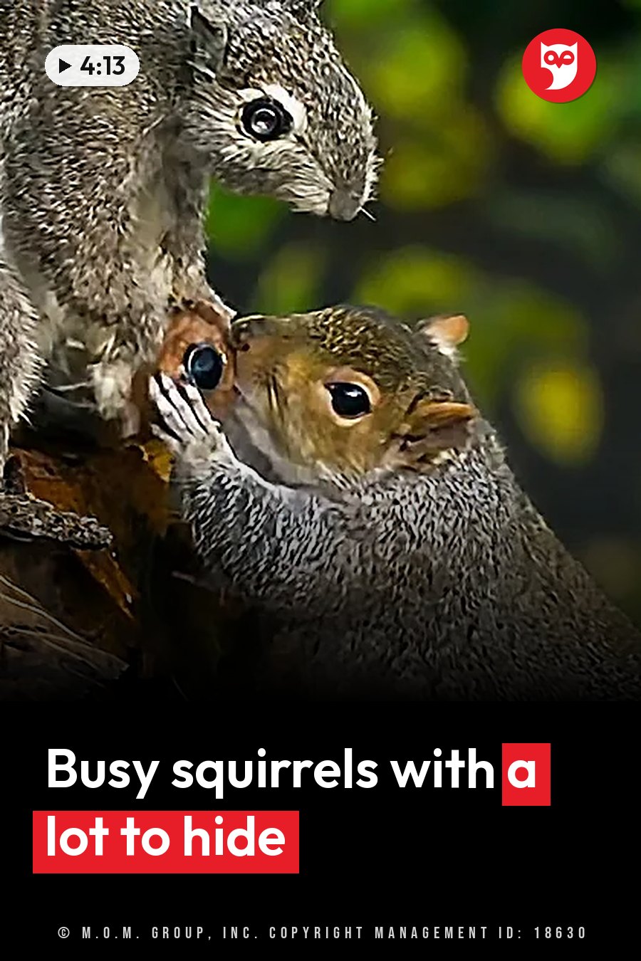 Two squirrels on a tree branch, one above the other, against a blurred green background. A headline runs in white letters across the lower third.