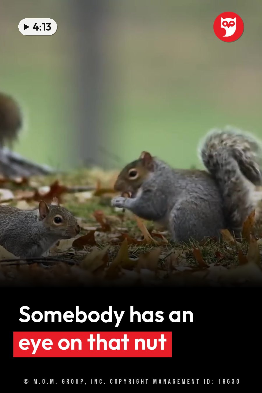 Two gray squirrels sit among fallen leaves. One holds food and the other looks toward it. A headline runs in white letters across the lower third.