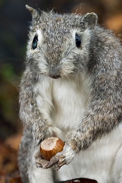 A squirrel holding an acorn outdoors with blurred foliage, likely autumn.