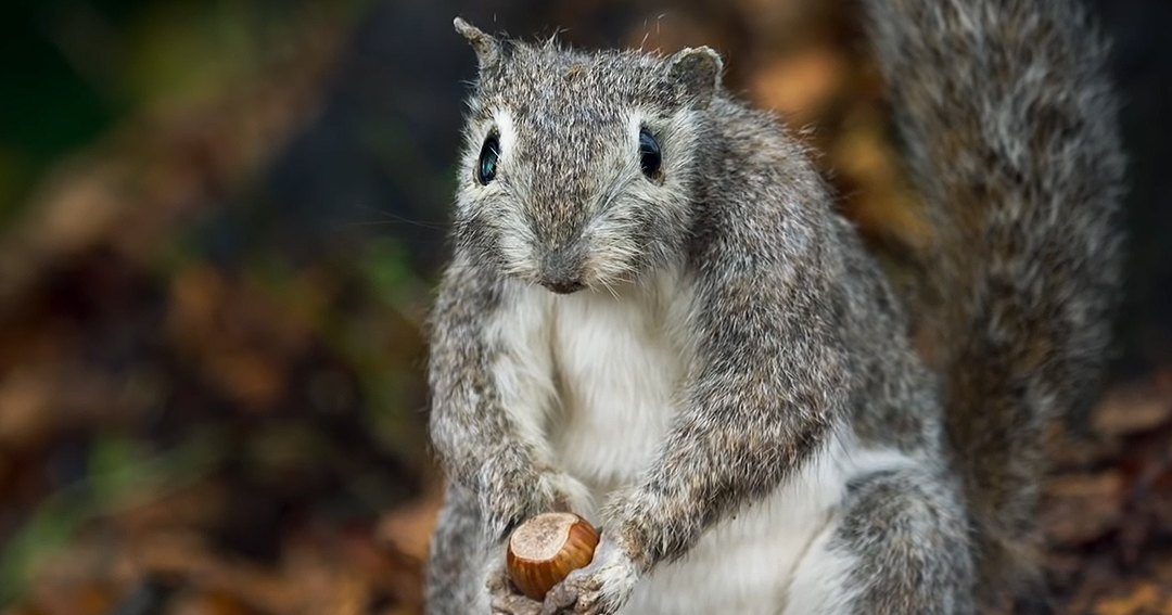 A squirrel holding an acorn outdoors with blurred foliage, likely autumn.