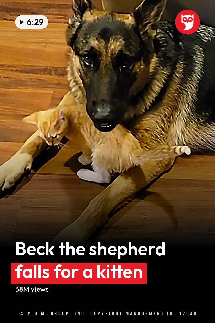 A black and tan German Shepherd dog lies indoors near a white chair leg, surrounded by wooden flooring and partially visible furniture in the background. The headline runs in white letters across the lower third.