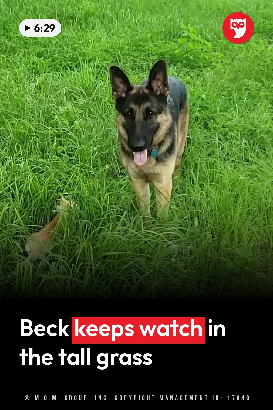A German shepherd stands in tall green grass with his tongue out and ears up, looking ahead. A headline runs in white letters across the lower third.