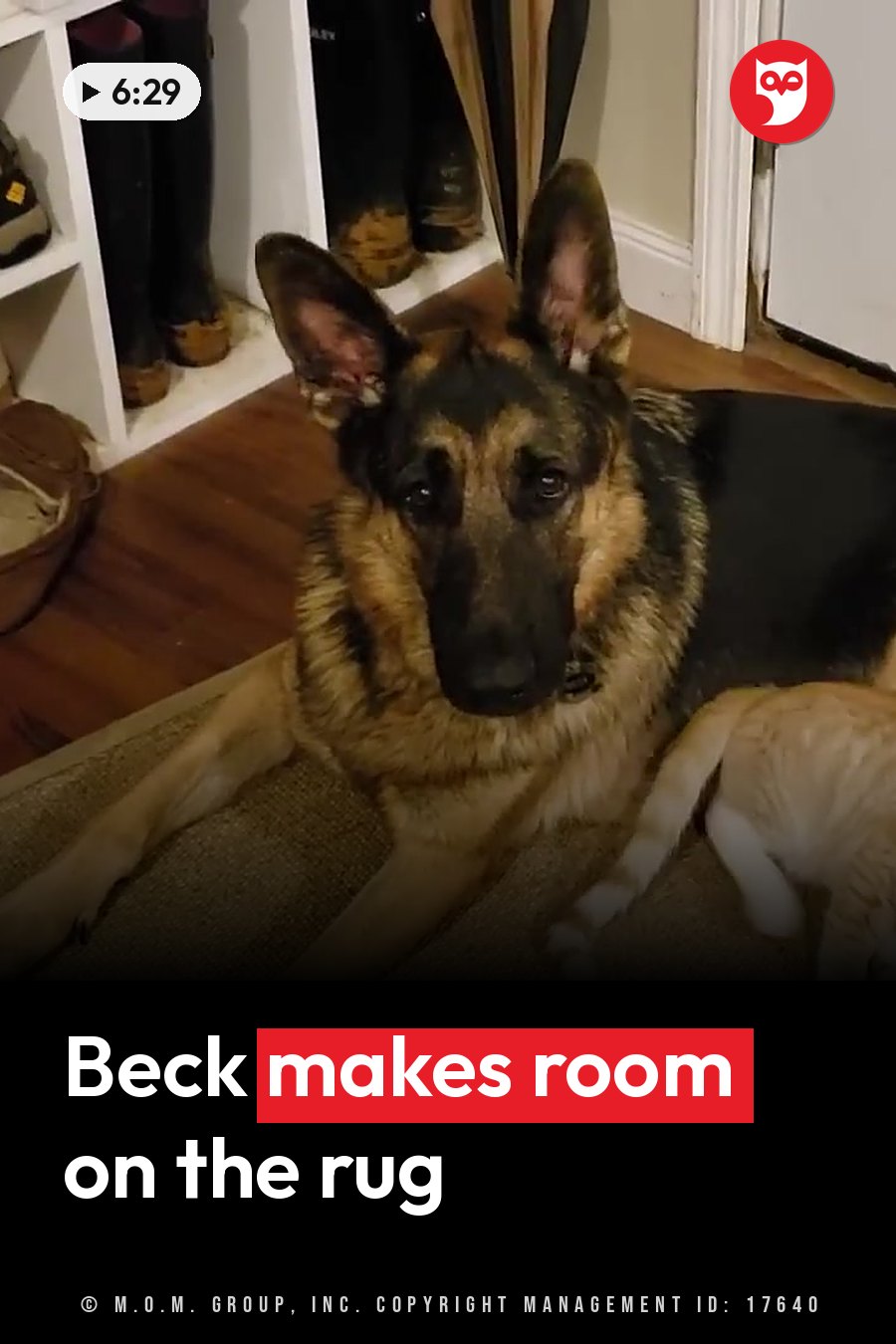 A German shepherd lies on a rug beside a small cat, near a pair of boots and a door. A headline runs in white letters across the lower third.
