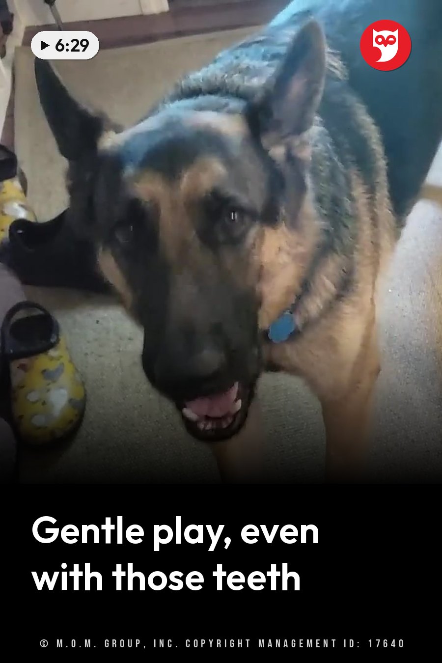 A German shepherd stands indoors, looking ahead with his mouth slightly open and some teeth showing. A headline runs in white letters across the lower third.