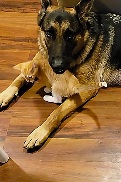 A black and tan German Shepherd dog lies indoors near a white chair leg, surrounded by wooden flooring and partially visible furniture in the background.