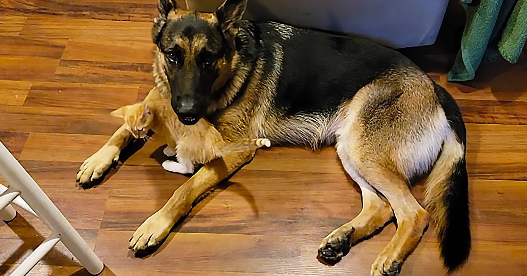 A black and tan German Shepherd dog lies indoors near a white chair leg, surrounded by wooden flooring and partially visible furniture in the background.