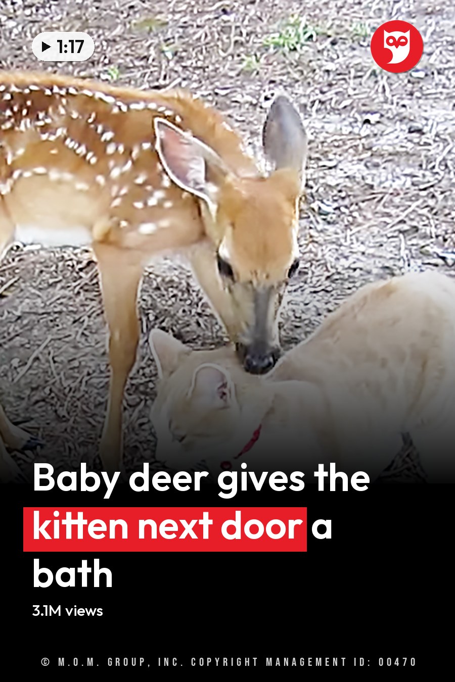 A fawn with light brown fur and white spots alongside a cream-colored cat wearing a red collar in an outdoor setting with dry ground and scattered twigs and leaves, suggesting autumn or winter. The scene is lit by daytime sunlight. The headline runs in white letters across the lower third.