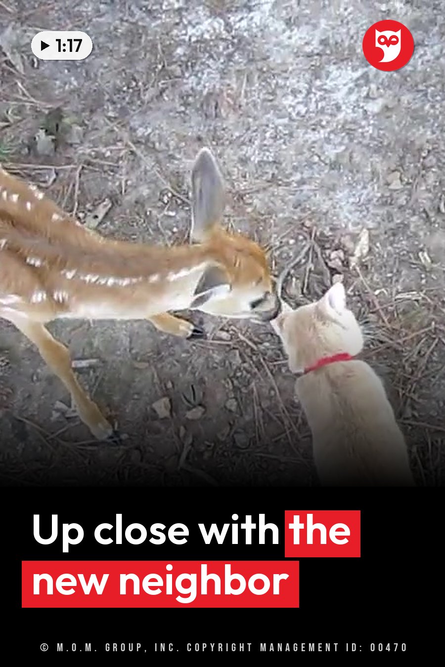 A fawn and a cat face each other on dirt ground, their noses nearly touching. A headline runs in white letters across the lower third.