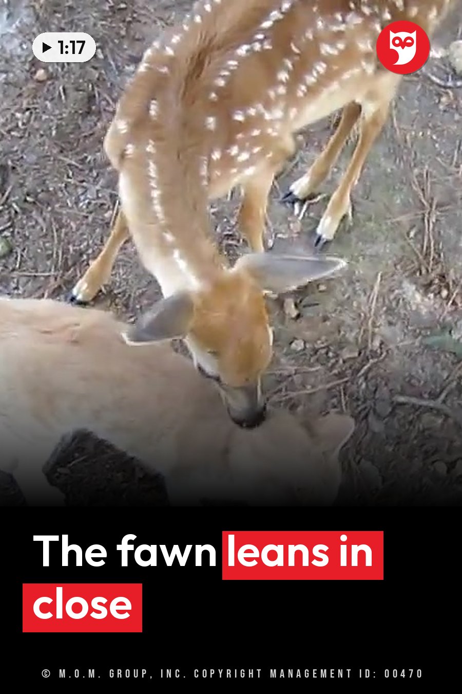 A fawn with white spots nuzzles another animal on dirt ground near twigs and leaves. A headline runs in white letters across the lower third.