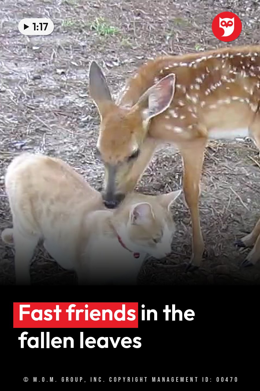 A fawn nuzzles a cat on ground covered with dry leaves and twigs. A headline runs in white letters across the lower third.
