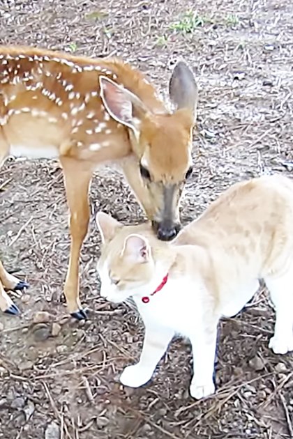 A fawn with light brown fur and white spots alongside a cream-colored cat wearing a red collar in an outdoor setting with dry ground and scattered twigs and leaves, suggesting autumn or winter. The scene is lit by daytime sunlight.