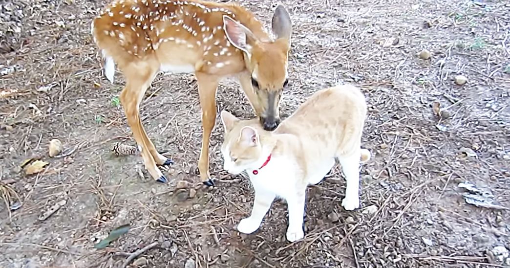 A fawn with light brown fur and white spots alongside a cream-colored cat wearing a red collar in an outdoor setting with dry ground and scattered twigs and leaves, suggesting autumn or winter. The scene is lit by daytime sunlight.