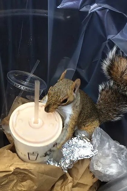 Squirrel drinks from a cup inside a trash can lined with plastic.