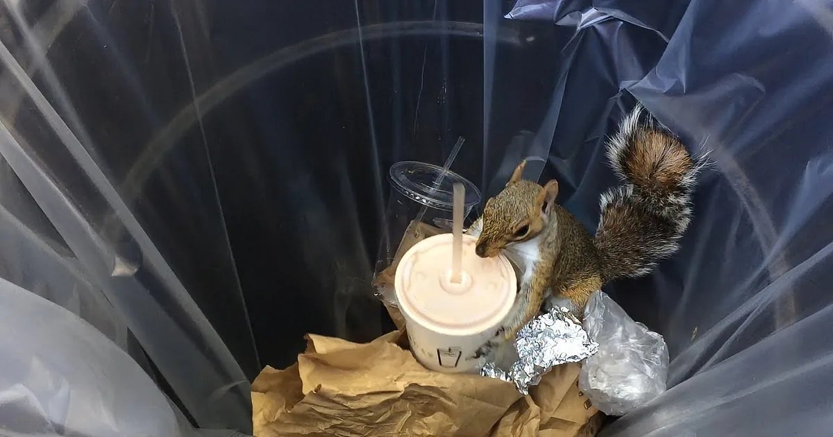 Squirrel drinks from a cup inside a trash can lined with plastic.