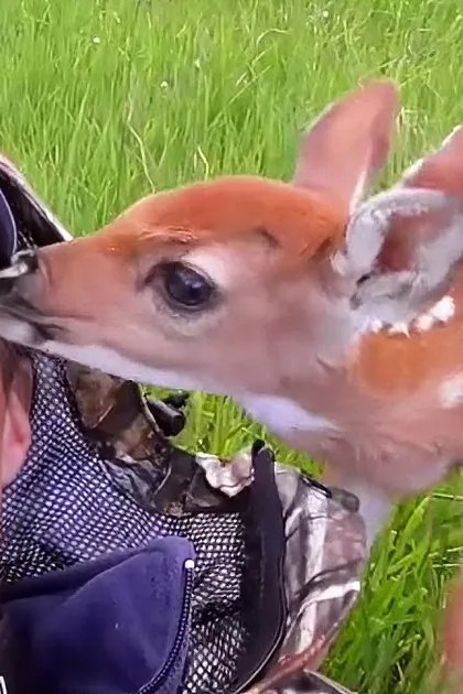 A man in a cap smiles as a fawn nuzzles his cheek in a grassy field.