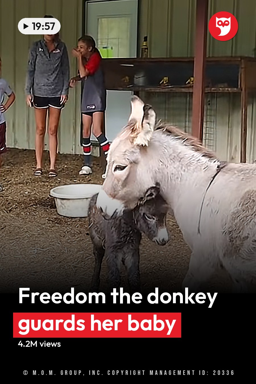 A donkey with its foal in an indoor barn setting, surrounded by children and another adult female. The scene is set inside a barn on what appears to be spring or summer day. The headline runs in white letters across the lower third.