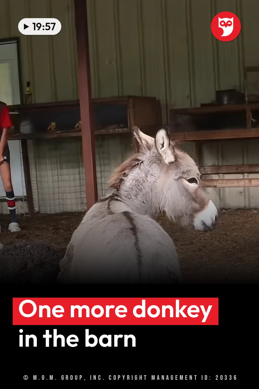 A donkey sits inside a barn near wooden shelves, with part of a person visible beside it. A headline runs in white letters across the lower third.