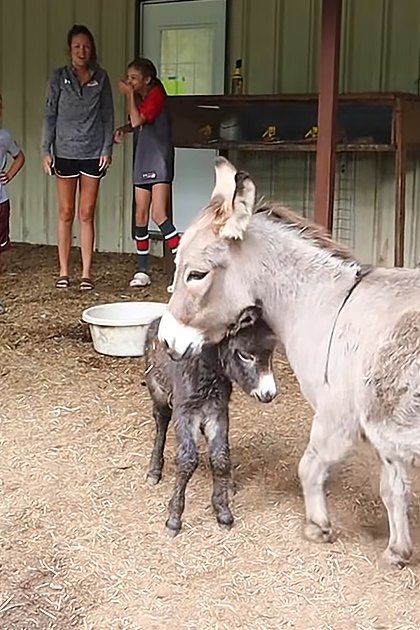 A donkey with its foal in an indoor barn setting, surrounded by children and another adult female. The scene is set inside a barn on what appears to be spring or summer day.