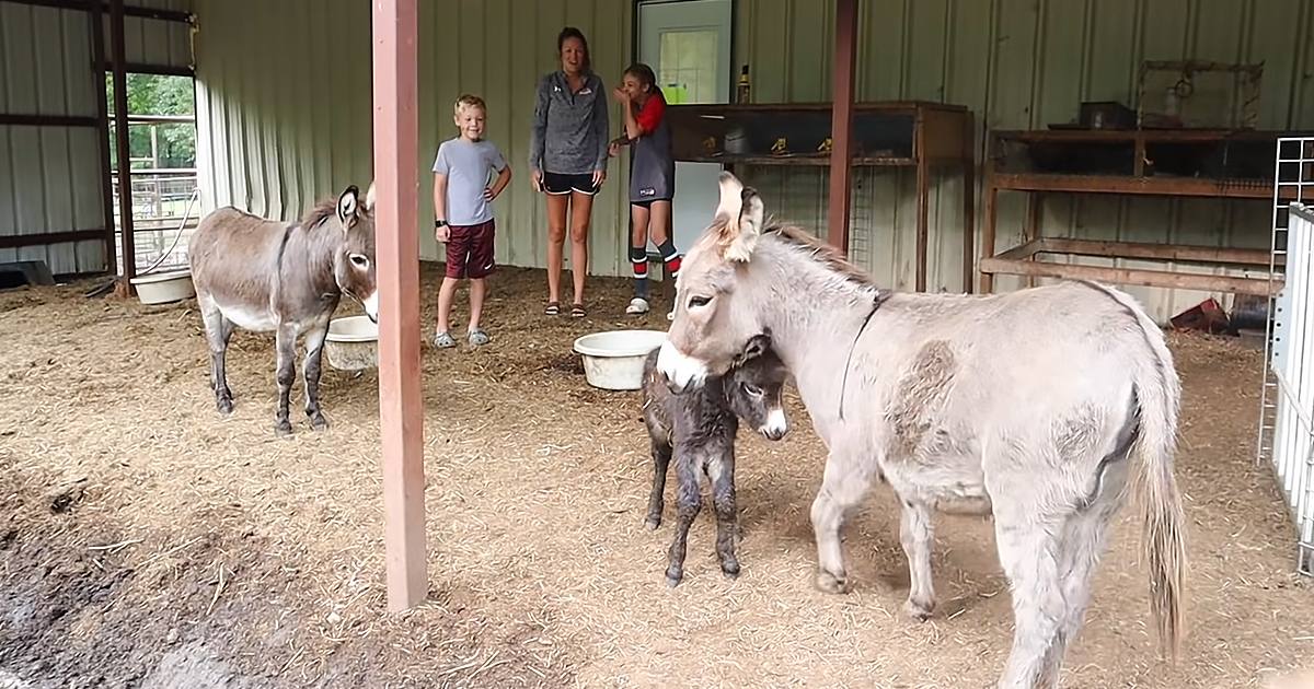 A donkey with its foal in an indoor barn setting, surrounded by children and another adult female. The scene is set inside a barn on what appears to be spring or summer day.