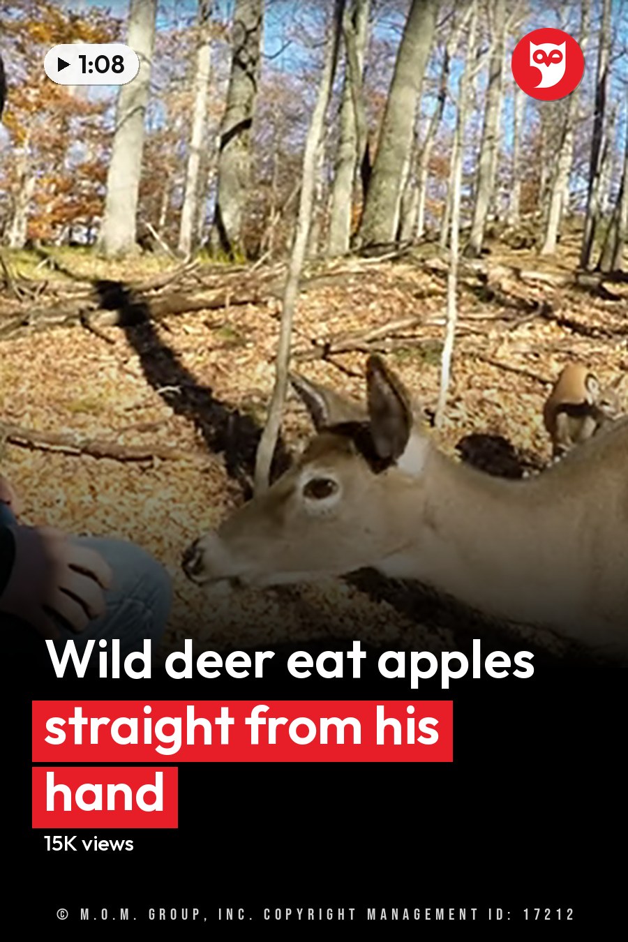 A white-tailed deer interacting with a young adult male wearing a green hoodie in an outdoor forested area during autumn, with fallen leaves and bare trees indicating the season. The headline runs in white letters across the lower third.