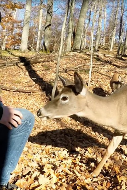 A white-tailed deer interacting with a young adult male wearing a green hoodie in an outdoor forested area during autumn, with fallen leaves and bare trees indicating the season.