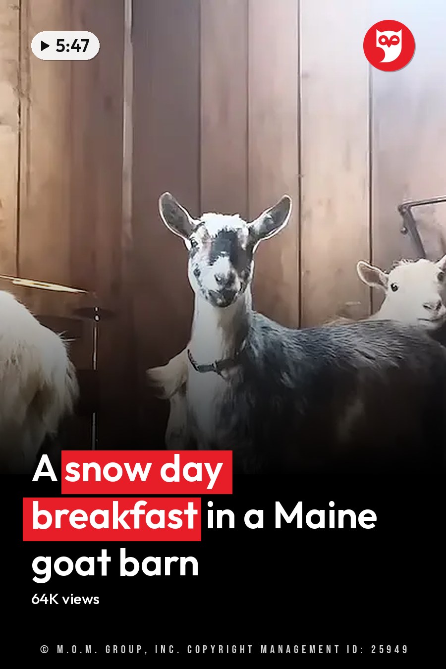Four adult and one younger goat with varied fur colors in a wooden barn setting; late afternoon light casts warm tones. The headline runs in white letters across the lower third.