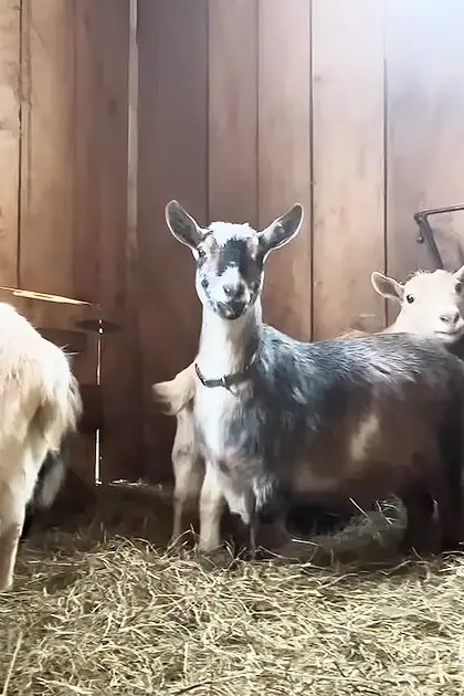 Four adult and one younger goat with varied fur colors in a wooden barn setting; late afternoon light casts warm tones.
