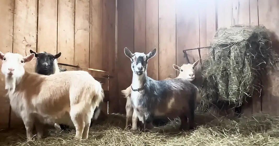 Four adult and one younger goat with varied fur colors in a wooden barn setting; late afternoon light casts warm tones.