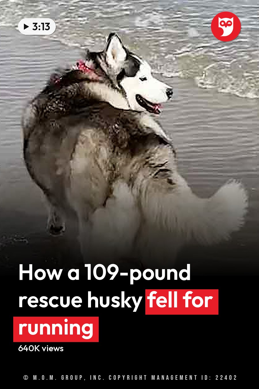A Siberian Husky with a thick double coat of white, gray, and black fur on a beach at dusk. The headline runs in white letters across the lower third.