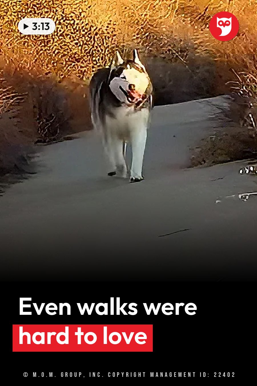 A husky walks forward on a paved path with dry brush behind her. A headline runs in white letters across the lower third.